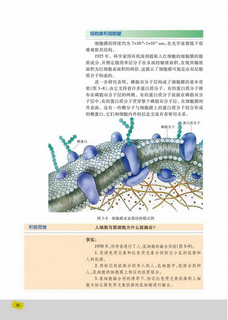 细胞膜核细胞壁(第36页)
