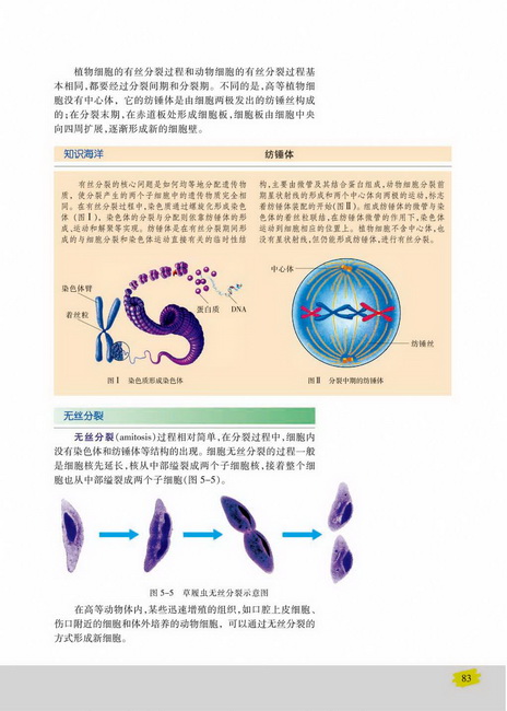 细胞周期与有丝分裂(第83页)