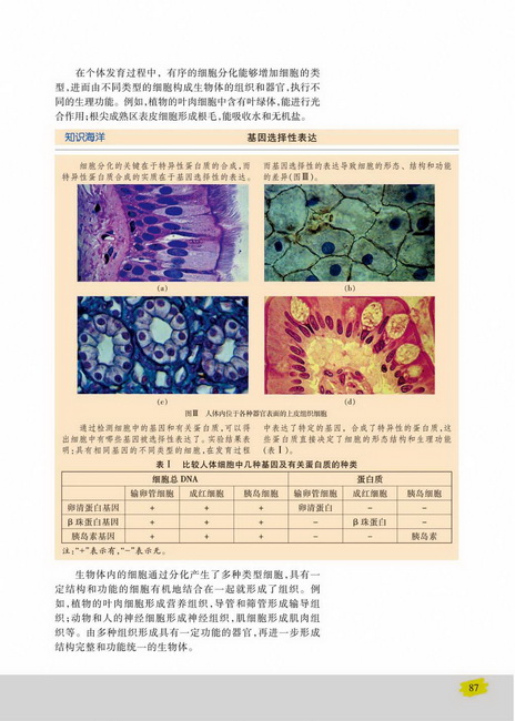 细胞分化(第87页)
