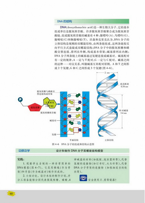 DNA的结构(第60页)