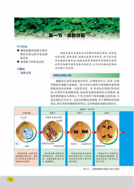 第一节 减数分裂(第12页)
