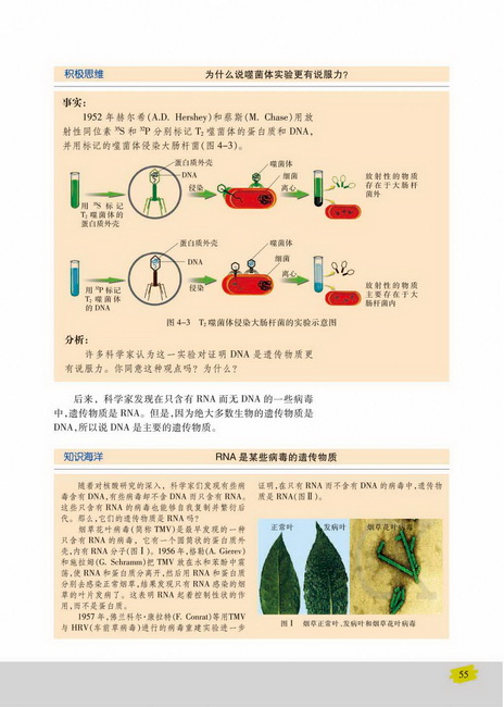 第一节 探索遗传物质的过程(第55页)
