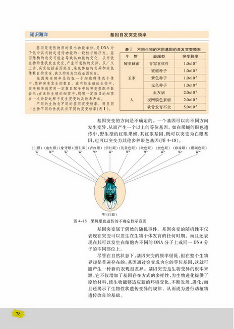 第四节 基因突变和基因重组(第78页)