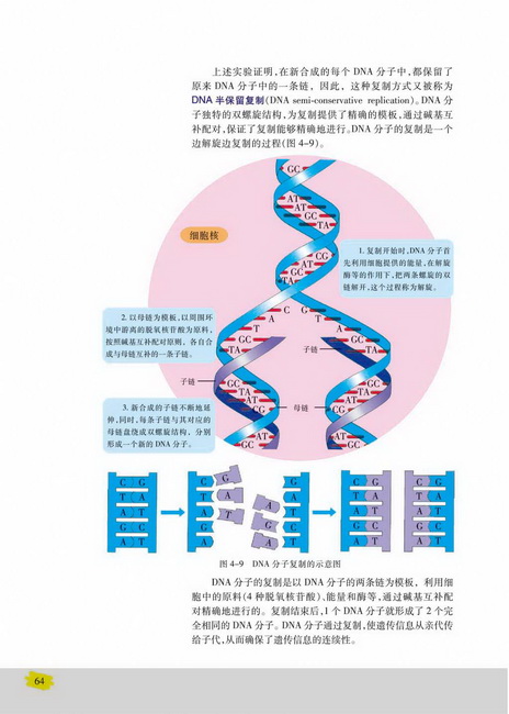 DNA的复制(第64页)