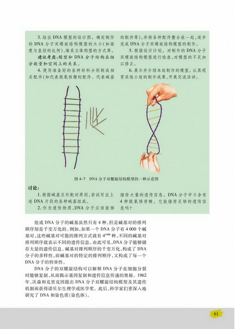 DNA的结构(第61页)