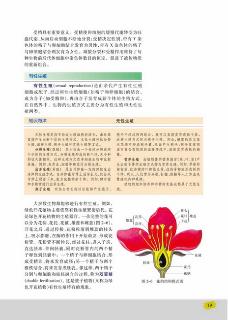 有性生殖(第19页)