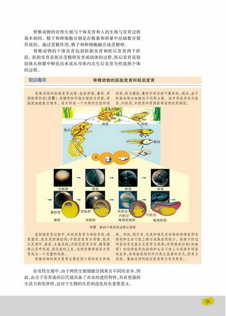 有性生殖(第21页)