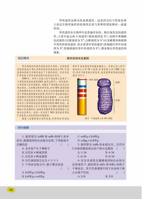 性别决定和伴性遗传(第40页)