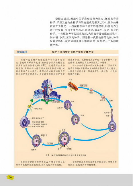 有性生殖(第20页)