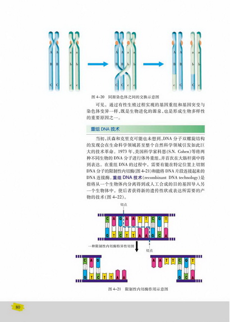 重组DNA技术(第80页)