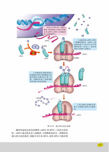 第三节 基因控制蛋白质的合成(第71页)