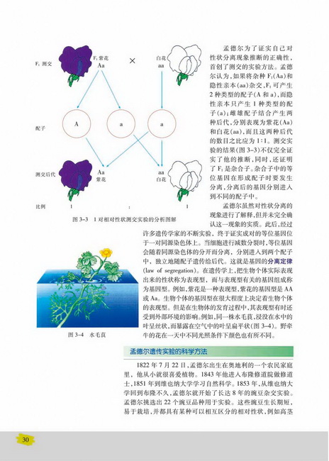 孟德尔遗传实验的科学方法(第30页)