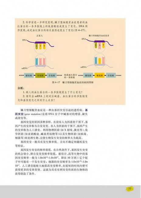 第四节 基因突变和基因重组(第77页)