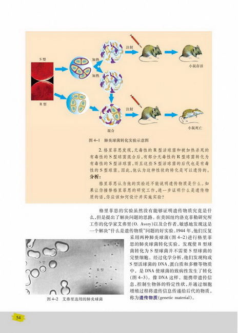 第一节 探索遗传物质的过程(第54页)
