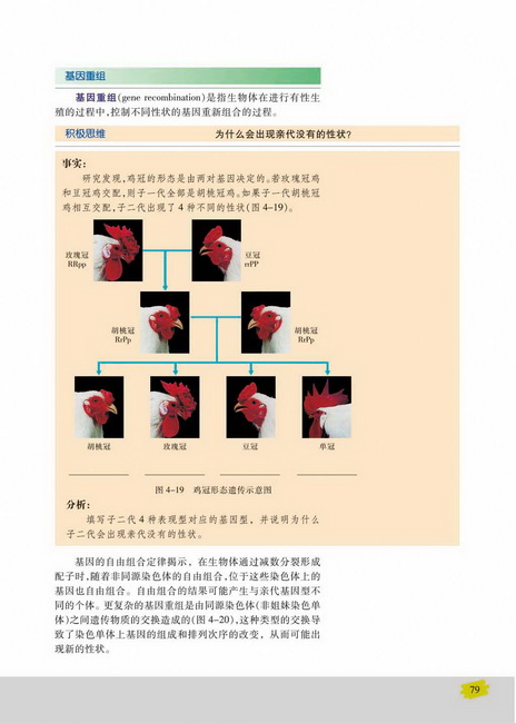 基因重组(第79页)