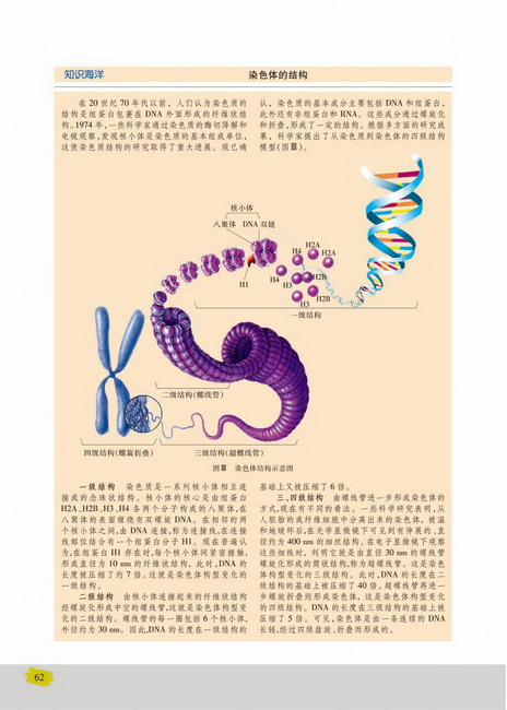 DNA的结构(第62页)