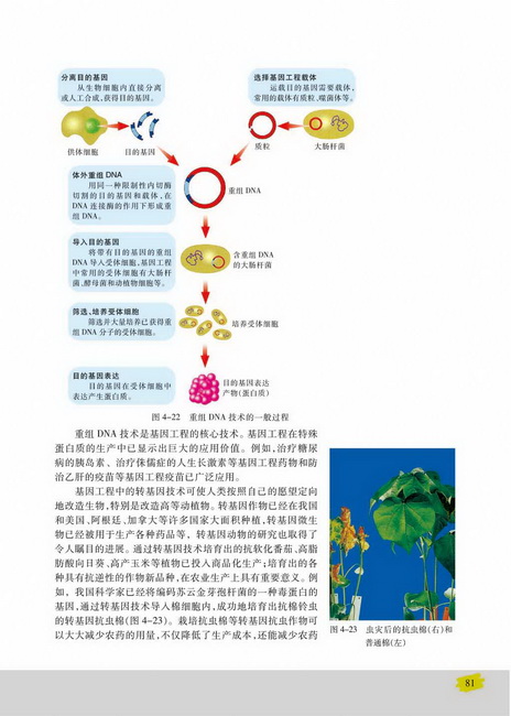 重组DNA技术(第81页)