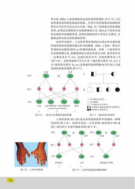 基因的分离定律的应用(第32页)