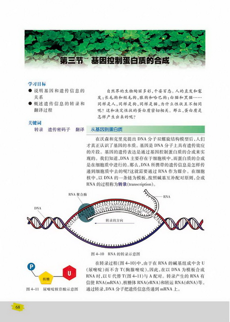 第三节 基因控制蛋白质的合成(第68页)