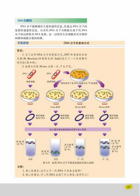 DNA的复制(第63页)