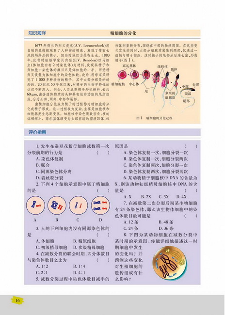 生殖细胞的形成(第16页)