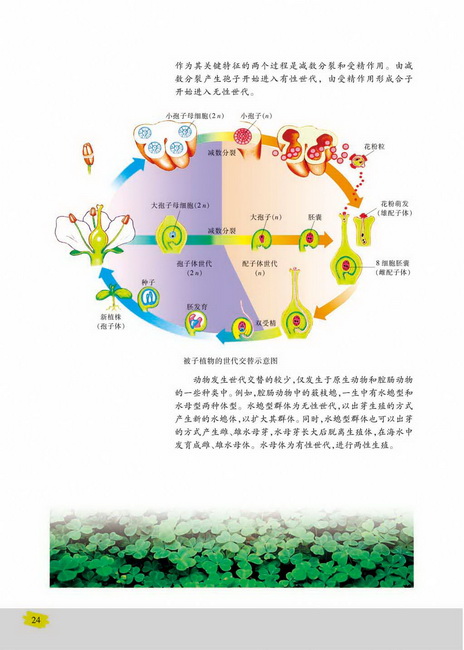 有性生殖(第24页)