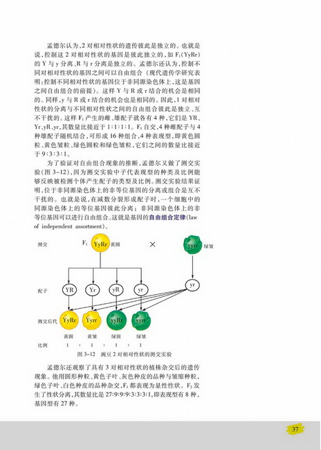第二节 基因的自由组合定律(第37页)