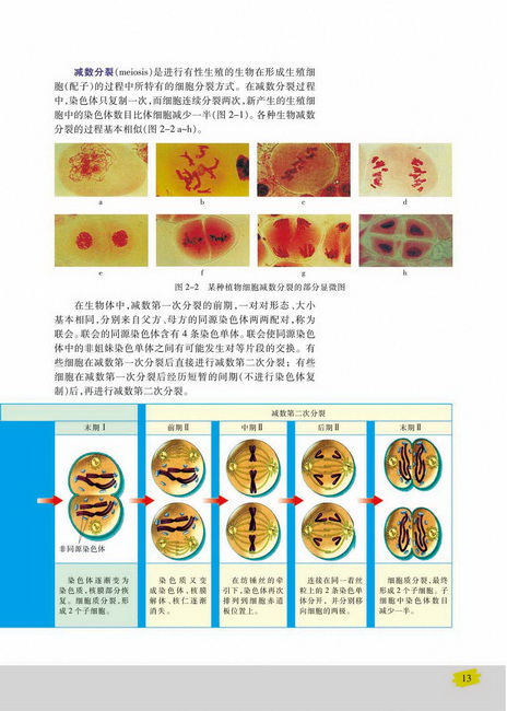 第一节 减数分裂(第13页)
