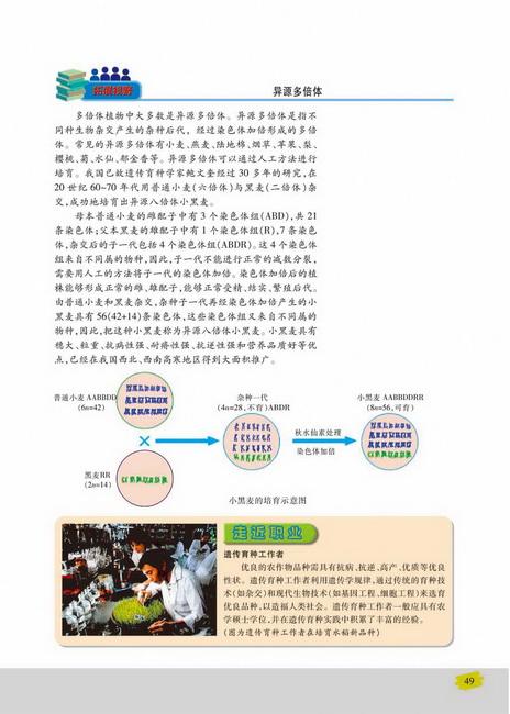 染色体变异在育种上的应用(第49页)