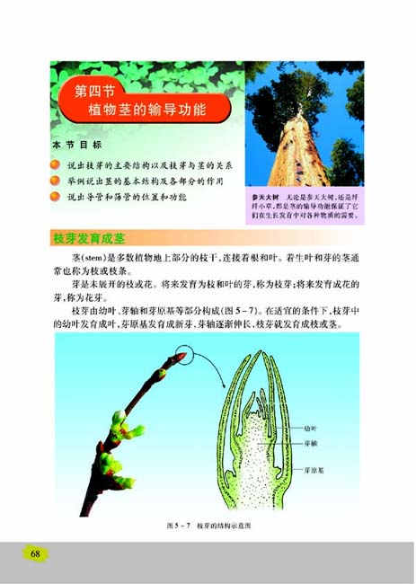 第四节 植物茎的输导功能(第68页)