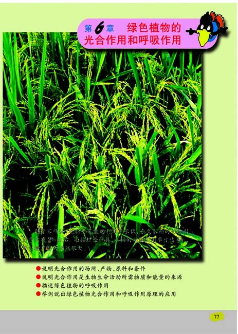 第6章 绿色植物的光合作用和呼吸作用(第77页)