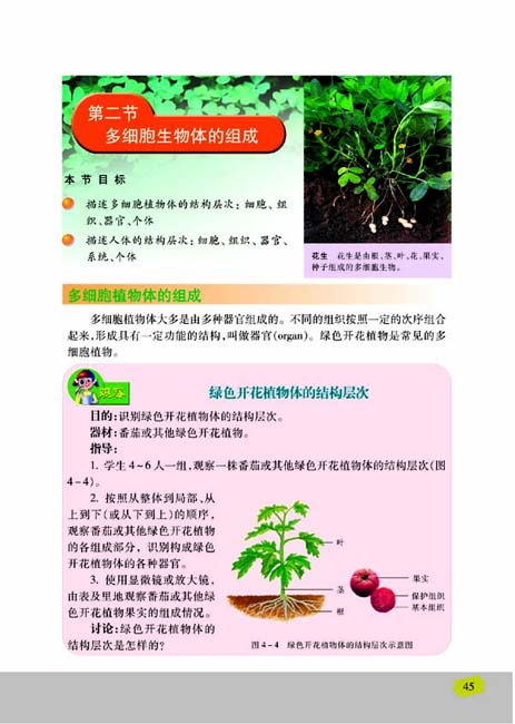 第二节 多细胞生物体的组成(第45页)