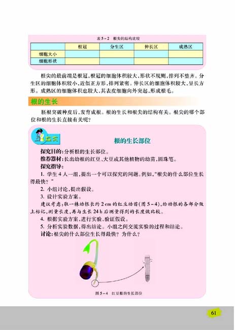 第二节 植物根的生长(第61页)