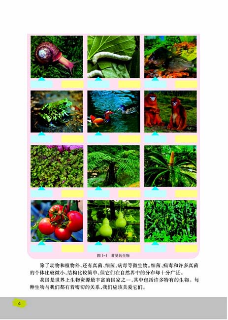 第一节 我们周围的生物(第4页)