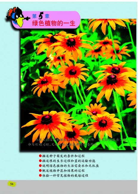 第5章 绿色植物的一生(第54页)