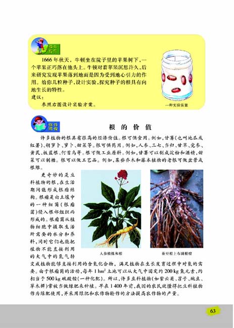 第二节 植物根的生长(第63页)