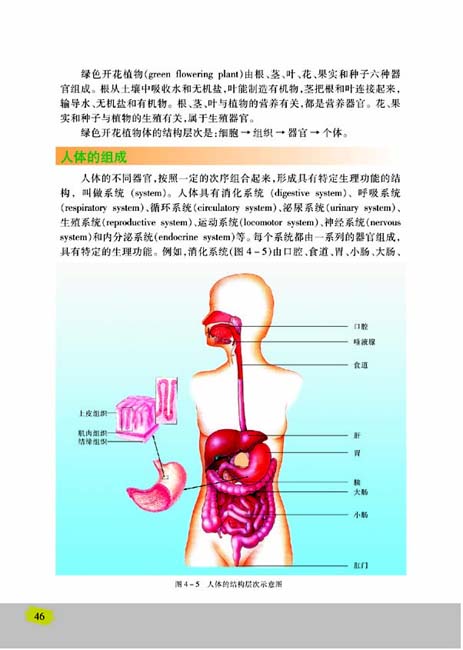 第二节 多细胞生物体的组成(第46页)