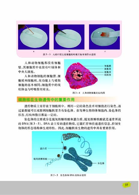 第二节 人和动物细胞的结构和功能(第37页)