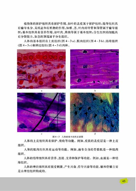 第一节 细胞的分裂与分化(第43页)