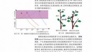 苏教版高二生物必修3（稳定与环境）电子课本植物生长素类似物的应用(第44页)