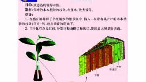 苏教版七年级生物上册(旧版)电子课本-苏教版初一生物上册(旧版)电子课本第四节 植物茎的输导功能(第70页)