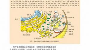 苏教版高一生物必修1（分子与细胞）电子课本生物膜系统(第43页)