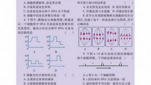 苏教版高一生物必修1（分子与细胞）电子课本细胞周期与有丝分裂(第84页)