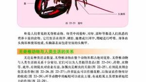 苏教版八年级生物下册(旧版)电子课本-苏教版初二生物下册(旧版)电子课本第三节 千姿百态的动物世界(第37页)