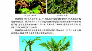 苏教版八年级生物下册(旧版)电子课本-苏教版初二生物下册(旧版)电子课本第二节 五彩缤纷的植物世界(第27页)