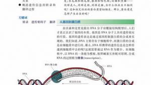 苏教版高一生物必修2（遗传与进化）电子课本第三节 基因控制蛋白质的合成(第68页)