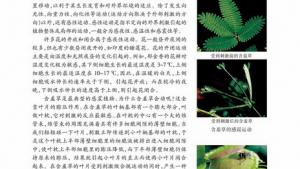 苏教版高二生物必修3（稳定与环境）电子课本其他植物激素(第49页)