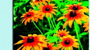 苏教版七年级生物上册(旧版)电子课本-苏教版初一生物上册(旧版)电子课本第5章 绿色植物的一生(第54页)