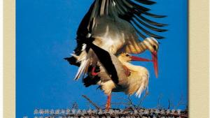 苏教版高一生物必修2（遗传与进化）电子课本第二章 减数分裂和有性生殖(第11页)