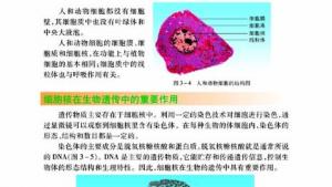 苏教版七年级生物上册(旧版)电子课本-苏教版初一生物上册(旧版)电子课本第二节 人和动物细胞的结构和功能(第37页)